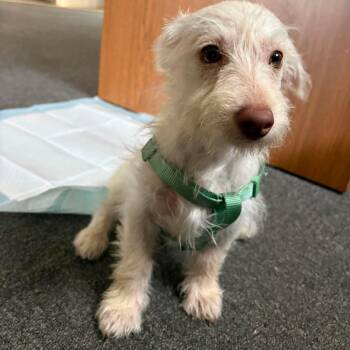 Peter Parker -  Terrier Dog for Adoption in Blacksburg, Virginia - Peter Parker | PetCurious