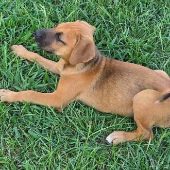Nala (in PA) -  Black Mouth Cur Dog for Adoption in Huntsville, Alabama - Nala (in PA) | PetCurious