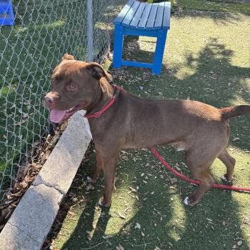 Lake -  Pit Bull Terrier Dog for Adoption in Port Richey, Florida - Lake | PetCurious