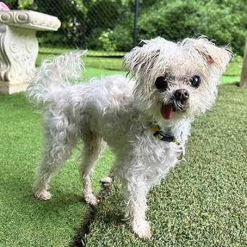 NIKO -  Maltese Dog for Adoption in Huntington, New York - NIKO | PetCurious