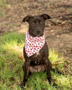 PENELOPE -  Labrador Retriever Dog for Adoption in Southaven, Mississippi - PENELOPE | PetCurious