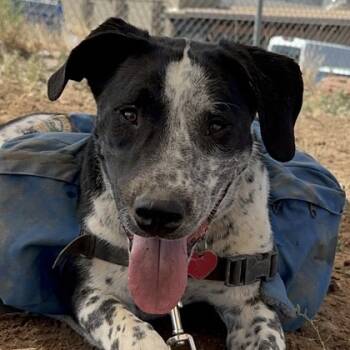 Rescue Australian Cattle Dog Blue Heeler Dogs for Adoption in Durango, Colorado - Chuck | PetCurious