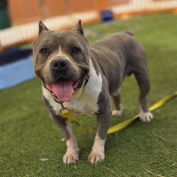 Pit Bull Terrier Dogs Available for Adoption - MARK | PetCurious