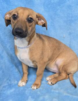 Chihuahua and Dachshund Dogs Available for Adoption in New York, New York - Exaggerator | PetCurious