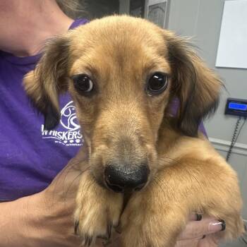 Hansel -  Dachshund Dog Available for Adoption in Midland, Texas - Hansel | PetCurious