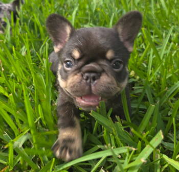 Boots -  French Bulldog Dog for Sale in Boynton Beach, Florida - Boots | PetCurious