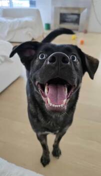 Border Collie and Dutch Shepherd Dogs Available for Adoption - Bella~ Circus Dog Tricks | PetCurious