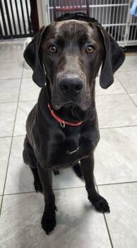 Great Dane and Labrador Retriever Dogs Available for Adoption in Walnutport, Pennsylvania - Ollie | PetCurious