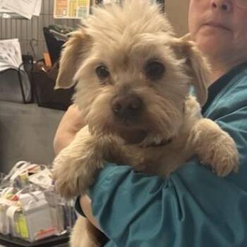 Mixed Breed Dogs Available for Adoption in New York, New York - King Henry The Third | PetCurious