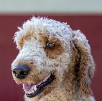 Ro-Ro -  Labradoodle Dog for Adoption in Houston, Texas - Ro-Ro | PetCurious