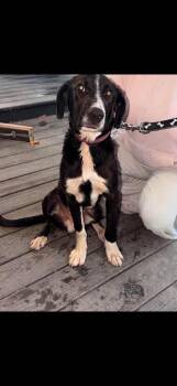 Mokie -  Labrador Retriever and Pointer Dog for Adoption in Georgetown, Ohio - Mokie | PetCurious