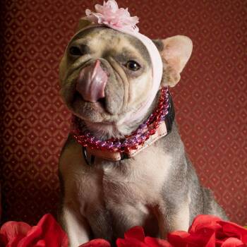 French Bulldog Dogs Available for Adoption - Candy | PetCurious