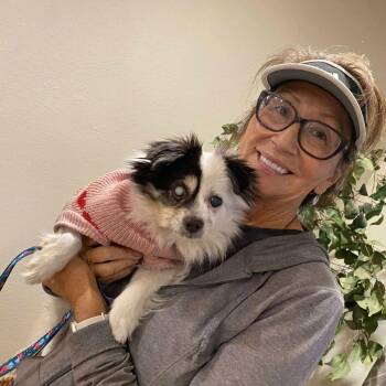 Shih Tzu Dogs Available for Adoption - Miss Beazley | PetCurious