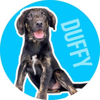 Duffy -  Mixed Breed Dog for Adoption in Fort Worth, Texas - Duffy | PetCurious