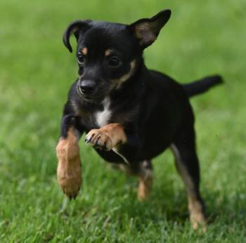 Murphy -  Chihuahua Dog for Adoption in Mechanicsburg, Pennsylvania - Murphy | PetCurious