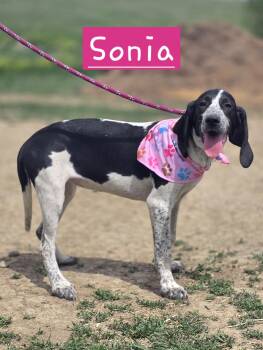 Bluetick Coonhound and Treeing Walker Coonhound Dogs Available for Adoption in Walthill, Nebraska - Sonia | PetCurious
