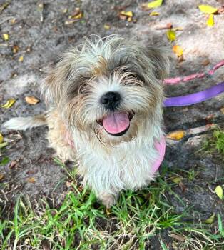 beauty -  Silky Terrier Dog Available for Adoption in Margate, Florida - Beauty | PetCurious