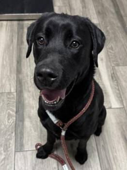 Labrador Retriever Dogs Available for Adoption in Redlands, California - DEBARKUS | PetCurious