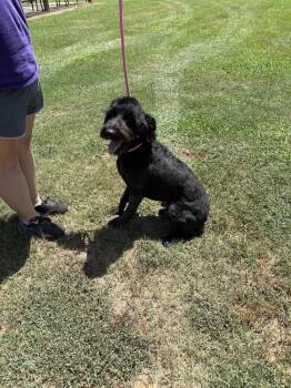AUS -  Aussiedoodle Dog for Adoption in Norfolk, Massachusetts - AUS | PetCurious