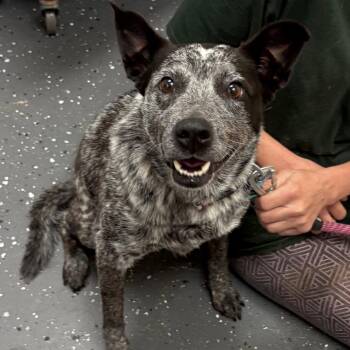 Morrigan -  Mixed Breed Dog for Adoption in Columbiana, Alabama - Morrigan | PetCurious