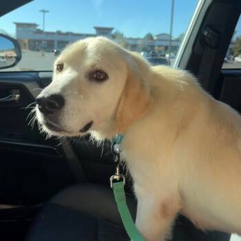 Rescue Mixed Breed Dogs for Adoption in Fredericksburg, Virginia - Wilma | PetCurious