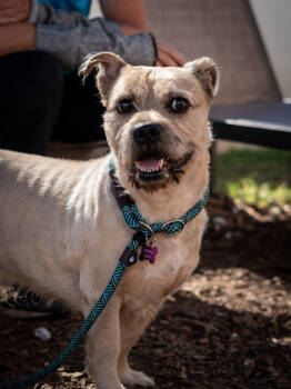 Rescue Mixed Breed Dogs for Adoption in Atlanta, Georgia - Simba | PetCurious