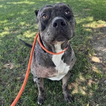 TANK -  American Bulldog Dog for Adoption in Ontario, California - TANK | PetCurious