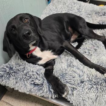 Wayne -  Black Labrador Retriever and Mixed Breed Dog for Adoption in Columbia, Missouri - Wayne | PetCurious