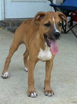 Miss Ruby -  Shepherd and Black Mouth Cur Dog for Adoption in Pensacola, Florida - Miss Ruby | PetCurious