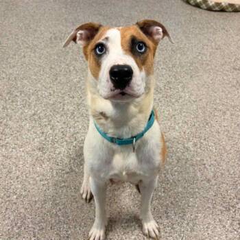 Nala -  Mixed Breed Dog for Adoption in Buffalo, Minnesota - Nala | PetCurious