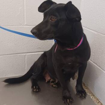 Ashley -  Labrador Retriever and Feist Dog for Adoption in Hattiesburg, Mississippi - Ashley | PetCurious