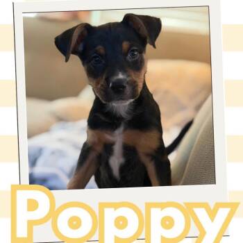 Poppy -  Terrier and Labrador Retriever Dog for Adoption in Orangevale, California - Poppy | PetCurious