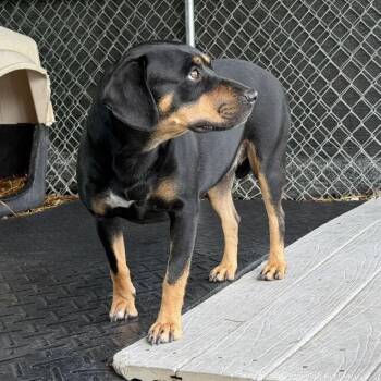 Reba McEntire -  Mixed Breed Dog for Adoption in Waynesville, North Carolina - Reba McEntire | PetCurious