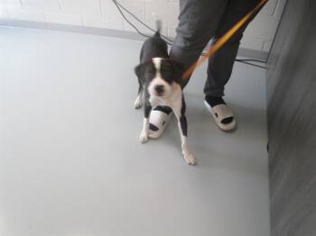 A384929 -  Pit Bull Terrier Dog for Adoption in Ocala, Florida - A384929 | PetCurious