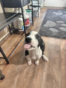 Rescue Border Collie Dogs for Adoption in Clarksville, Tennessee - Ghost | PetCurious