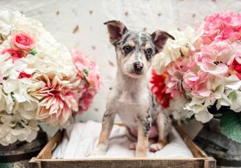 Australian Shepherd and Chihuahua Dogs Available for Adoption in Newberg, Oregon - Balllerini | PetCurious
