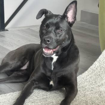 Black Labrador Retriever Dogs Available for Adoption - Onyx | PetCurious