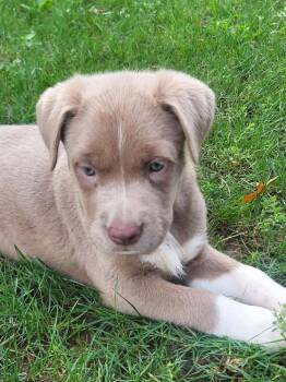 Silica -  Labrador Retriever and Pit Bull Terrier Dog for Adoption in Pottstown, Pennsylvania - Silica | PetCurious
