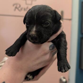 Dirty Dr.Pepper -  Mixed Breed Dog for Adoption in Huntsville, Arkansas - Dirty Dr.Pepper | PetCurious