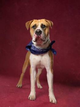 Scooby - Doo -  Pit Bull Terrier and Mixed Breed Dog for Adoption in Atlanta, Georgia - Scooby - Doo | PetCurious