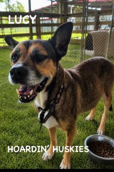 Lucy -  Boxer Dog for Adoption in Sumter, South Carolina - Lucy | PetCurious