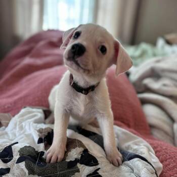 Knickerbocker -  Jack Russell Terrier and Mixed Breed Dog for Adoption in Raleigh, North Carolina - Knickerbocker | PetCurious