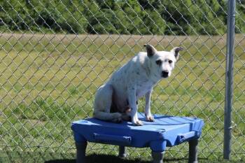 Mixed Breed Dogs Available for Adoption in Jackson, Tennessee - Lealand | PetCurious