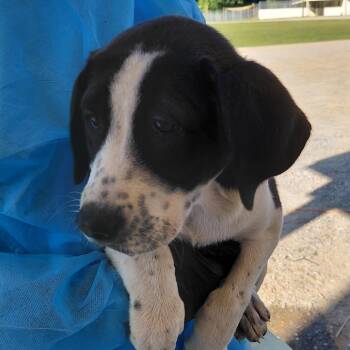 Beep Beep 0321 -  Great Pyrenees and Great Dane Dog for Adoption in Loxahatchee Groves, Florida - Beep Beep 0321 | PetCurious