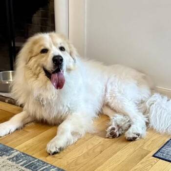 Bogie -  Great Pyrenees and Mixed Breed Dog for Adoption in Richmond, Virginia - Bogie | PetCurious