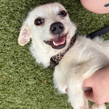 Snuffles -  Terrier and Mixed Breed Dog for Adoption in Charlottesville, Virginia - Snuffles | PetCurious