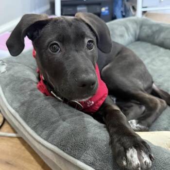 Border Collie and Terrier Dogs Available for Adoption in San Diego, California - Monet Pup - Kahlo | PetCurious