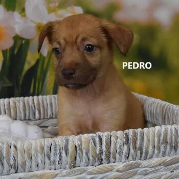 Pedro -  Mixed Breed Dog for Adoption in Tempe, Arizona - Pedro | PetCurious