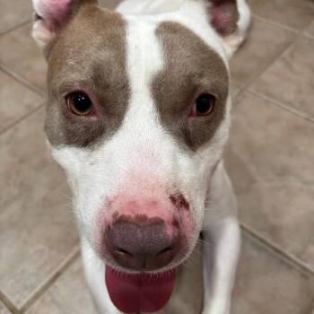 Petey -  Pit Bull Terrier Dog for Adoption in Dallas, Texas - Petey | PetCurious