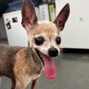 Tecca -  Chihuahua Dog for Adoption in Gulfport, Mississippi - Tecca | PetCurious